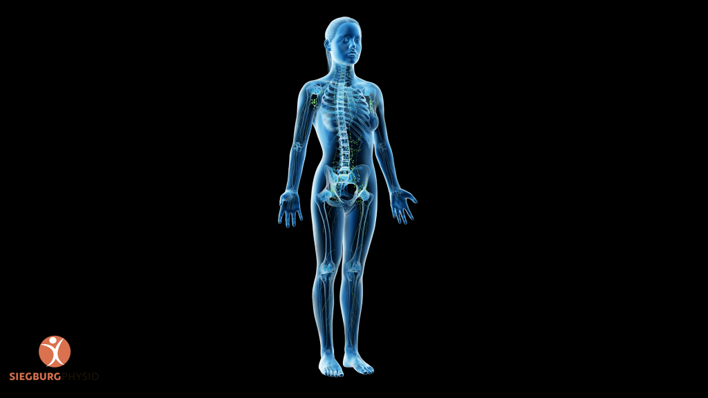 Anatomische Illustration des menschlichen Körpers zur Veranschaulichung der Lymphbahnen bei manueller Lymphdrainage